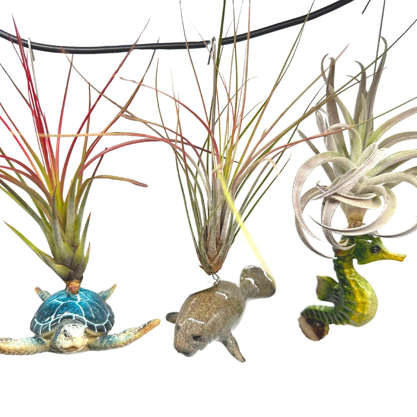 Tillandsia Planted in Hand Made Resin Sea Life Sculptures, Hanging Assorted Set of 3 Air Plants, Sea Horse, Turtle, Manatee