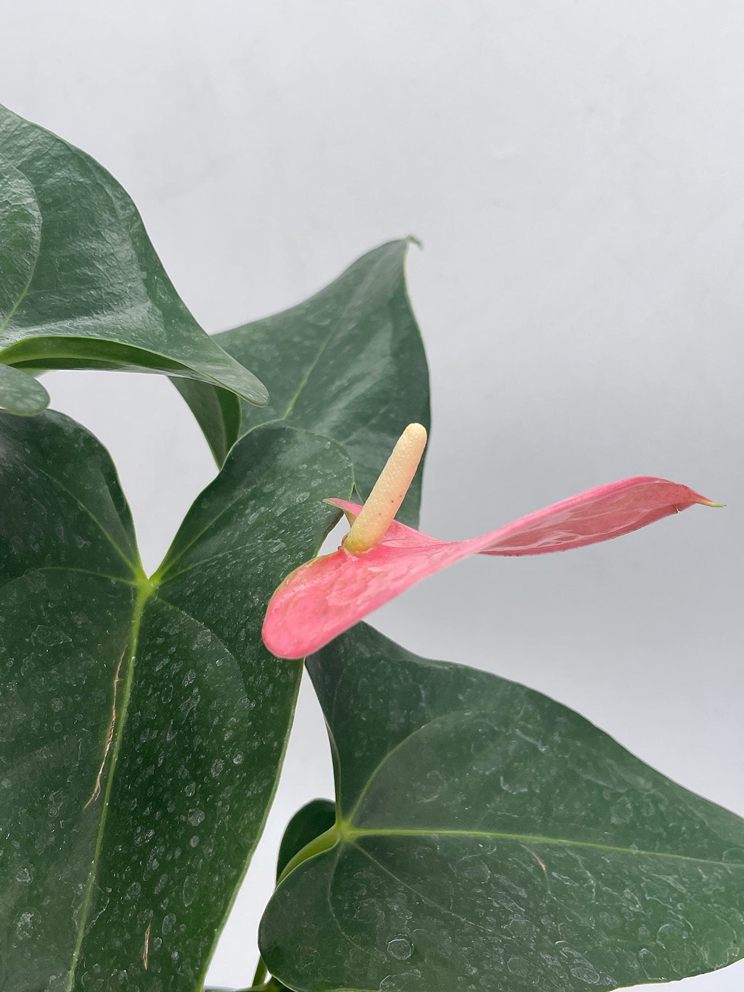 Anthurium Pink, 6 inch Pot,