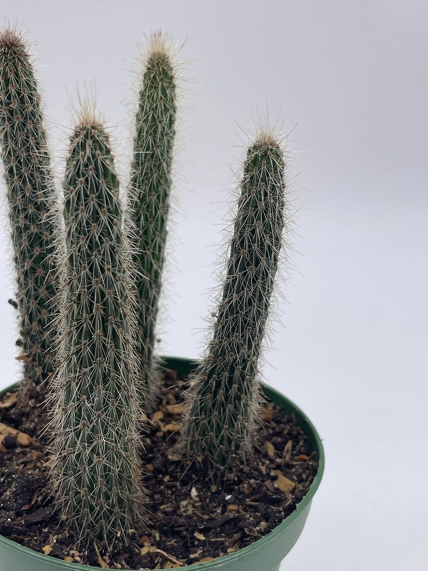 Old Man of The Andes, Oreocereus celsianus, Rare Cactus, 4 inch Pot, Well Rooted