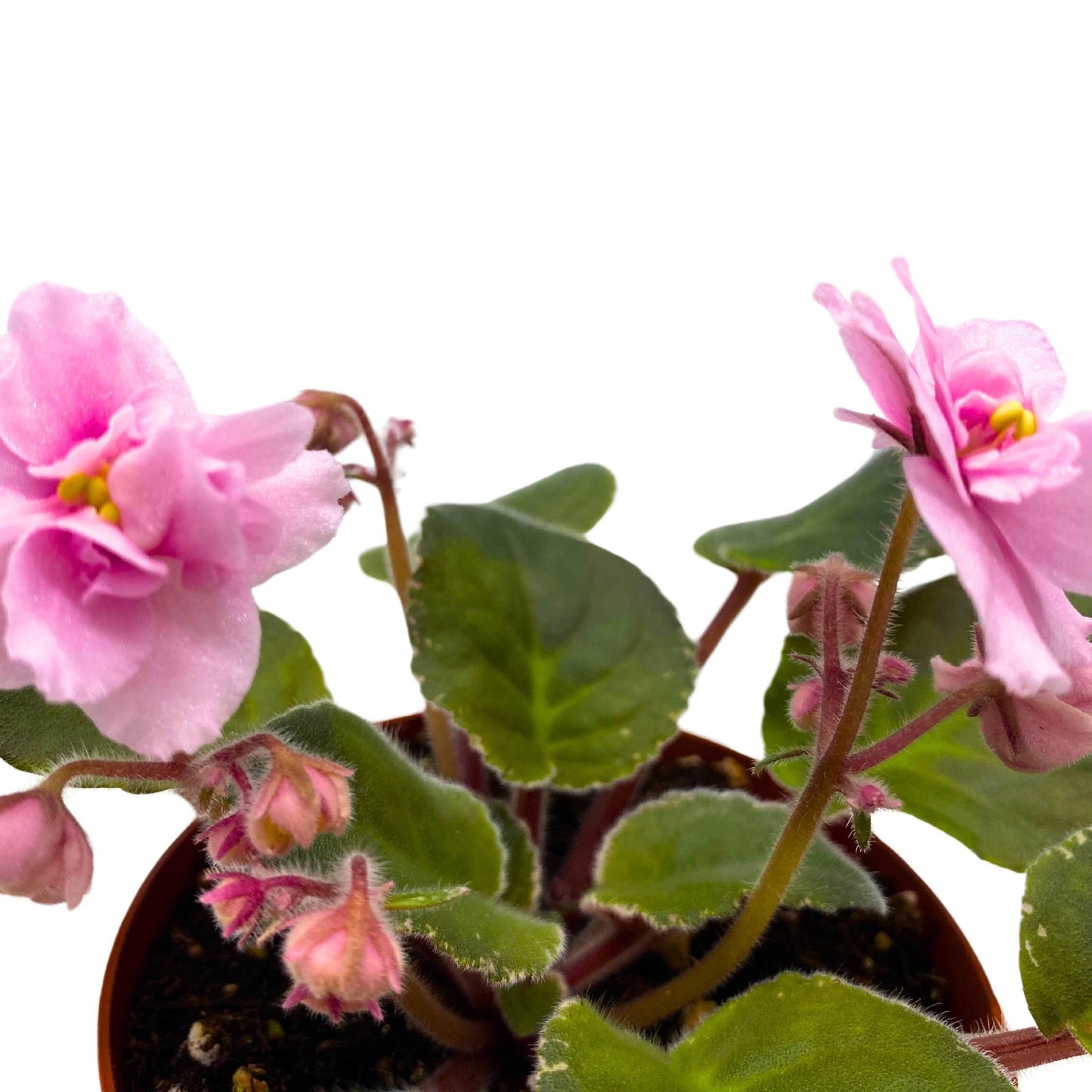 Harmony Foliage Mindi Brooke African Violet Saintpaulia 4 inch