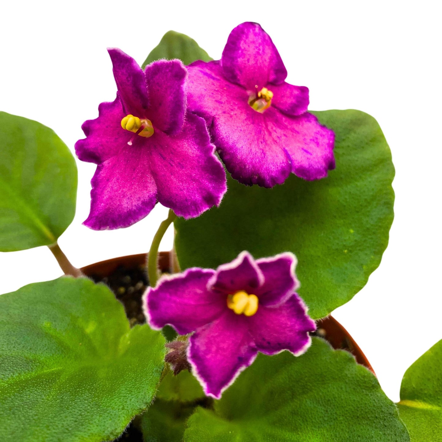 Harmony Foliage Sunset Kiss African Violet Saintpaulia 4 inch