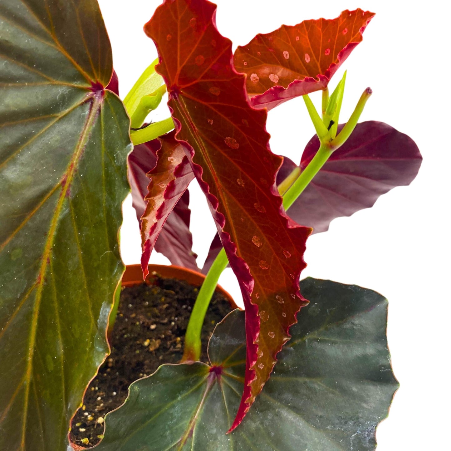 Harmony Foliage Harmony's Slither Angel Wing Begonia 4 inch