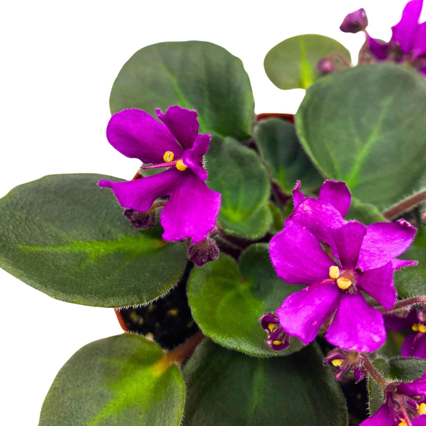 Harmony Foliage Hunter's Venom African Violet Saintpaulia 4 inch