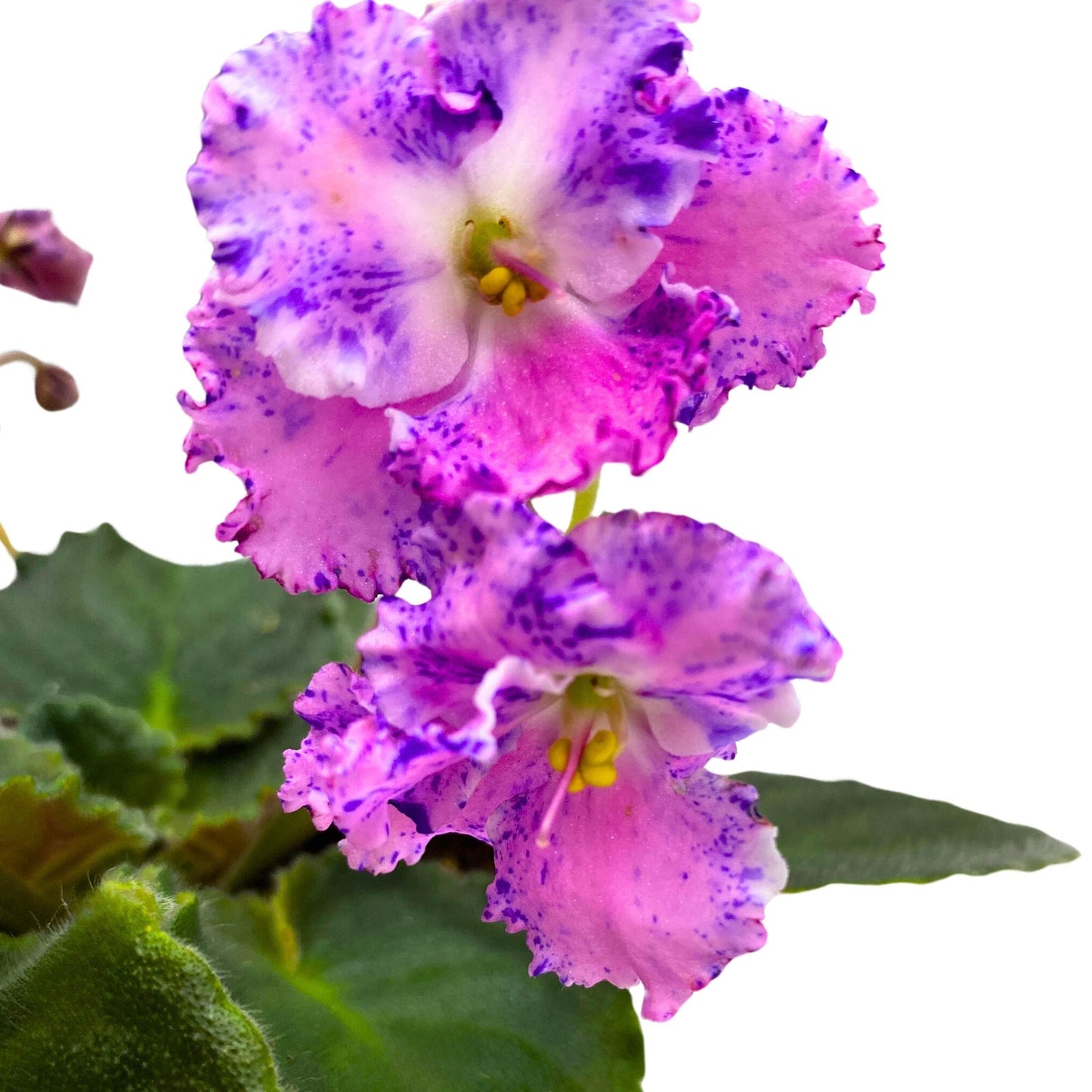 Harmony Foliage Amour Elite African Violet Saintpaulia 4 inch