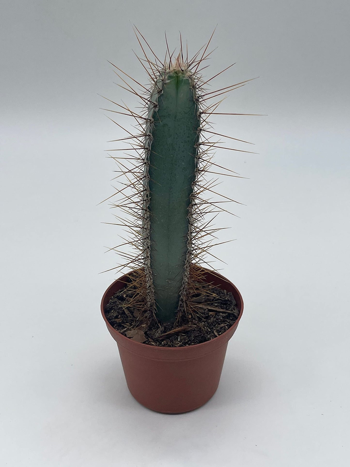 Blue Column Cactus, Pilosocereus Azureus, 3 inch, Square Shaped Blue Torch columnar Cacti pachycladus