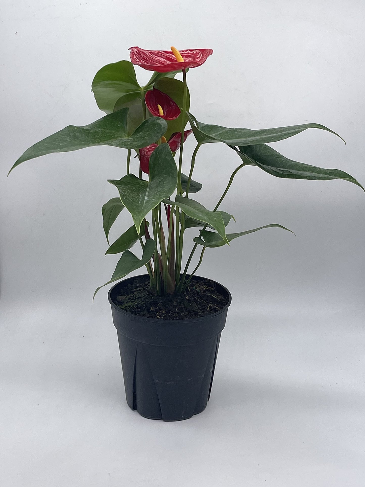 Anthurium Red, 6 inch Pot,