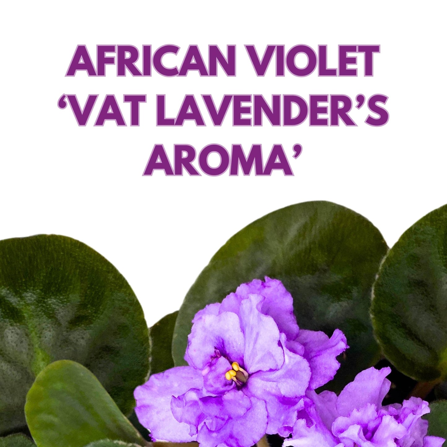 Harmony Foliage VaT Lavender's Aroma African Violet Saintpaulia 4 inch