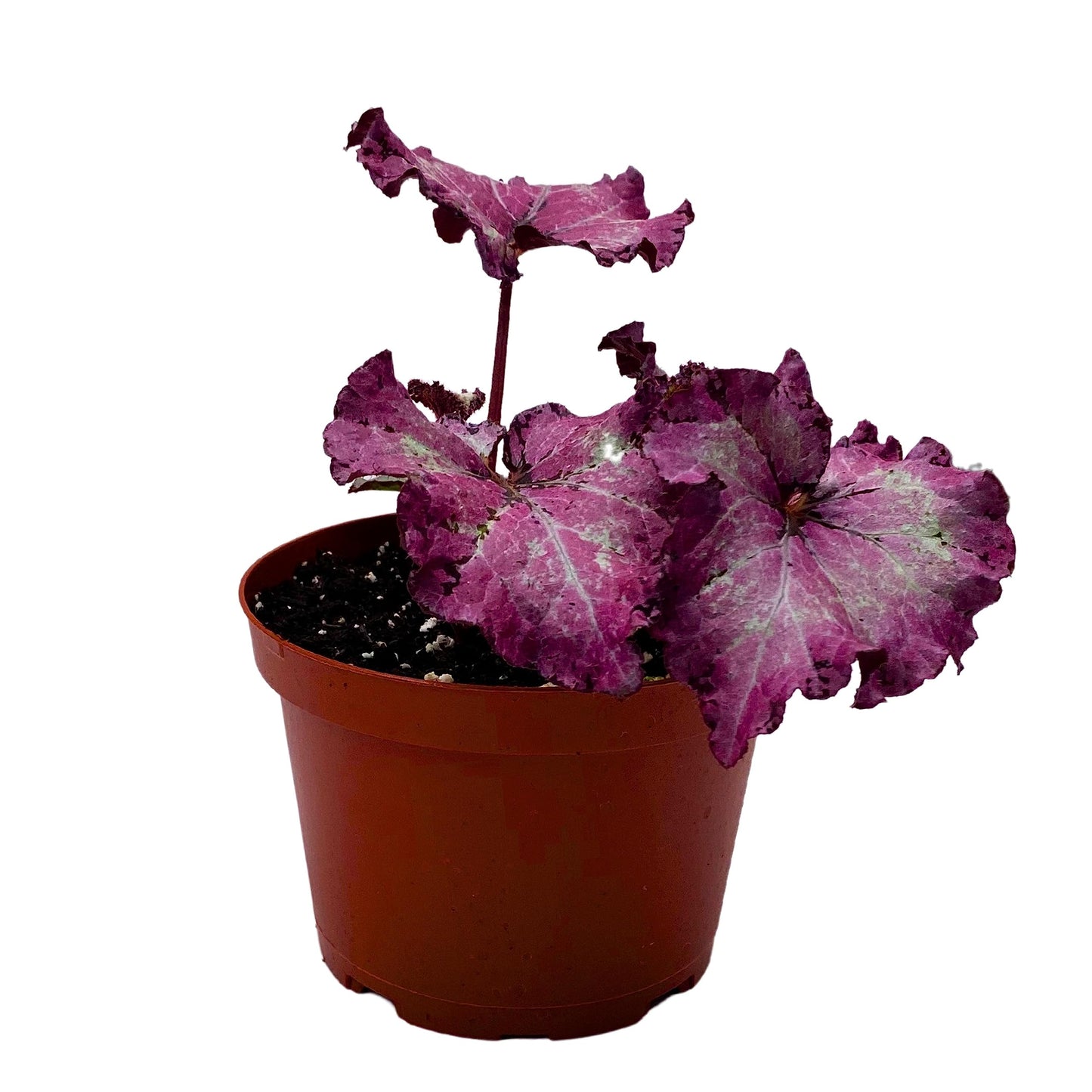 Harmony's BubbleBlooms Pink Persuasion, Begoina Rex in 6 inch Pot