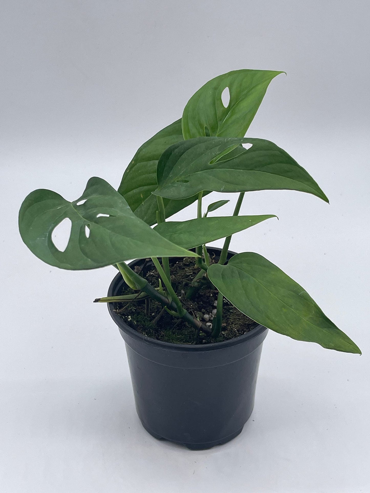 Monstera Adansonii Narrow, 4 inch, Swiss Cheese, Narrow-Leaved