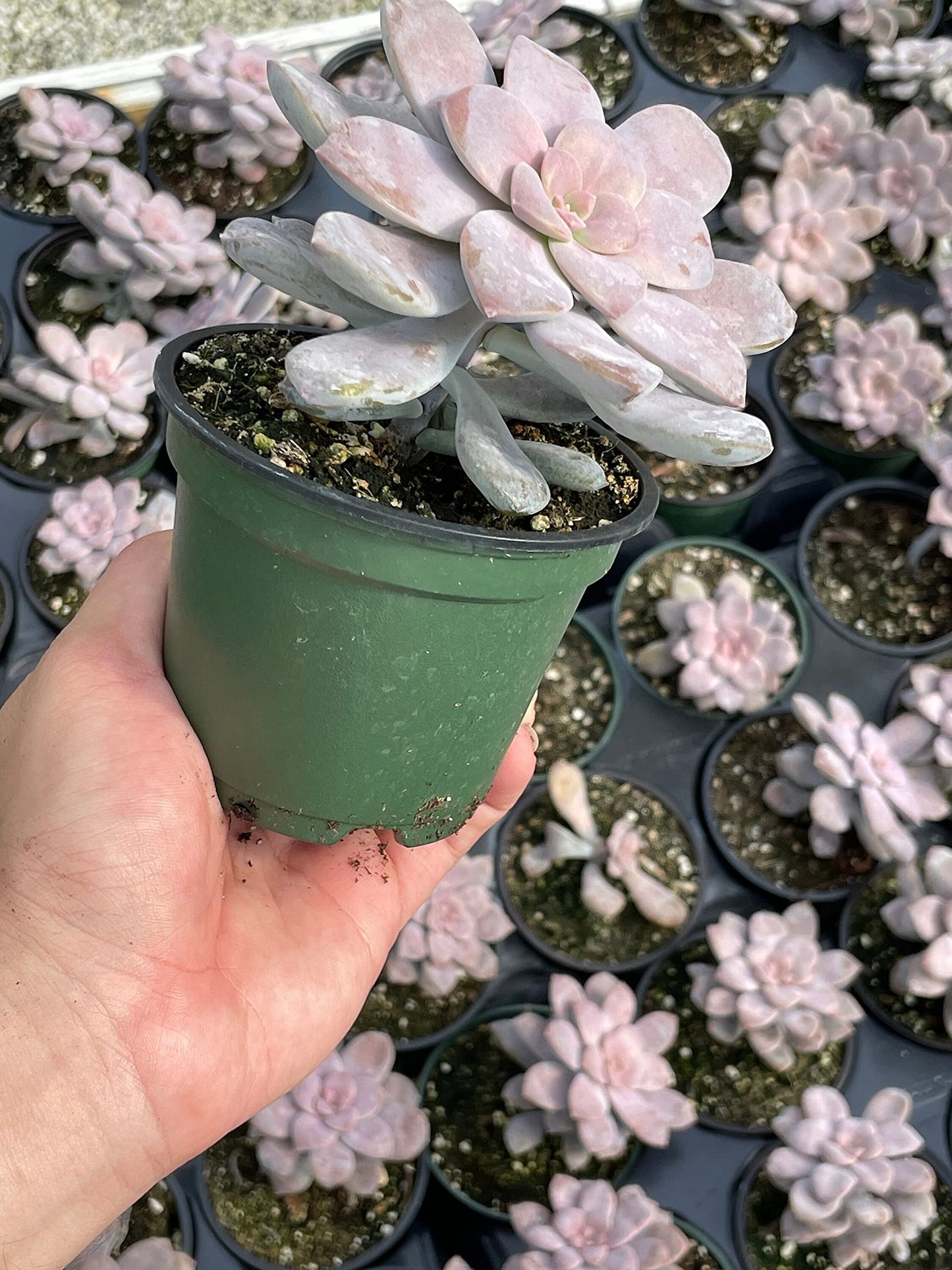 Superbum, Graptopetalum pentandrum subsp in a 4 inch Pot