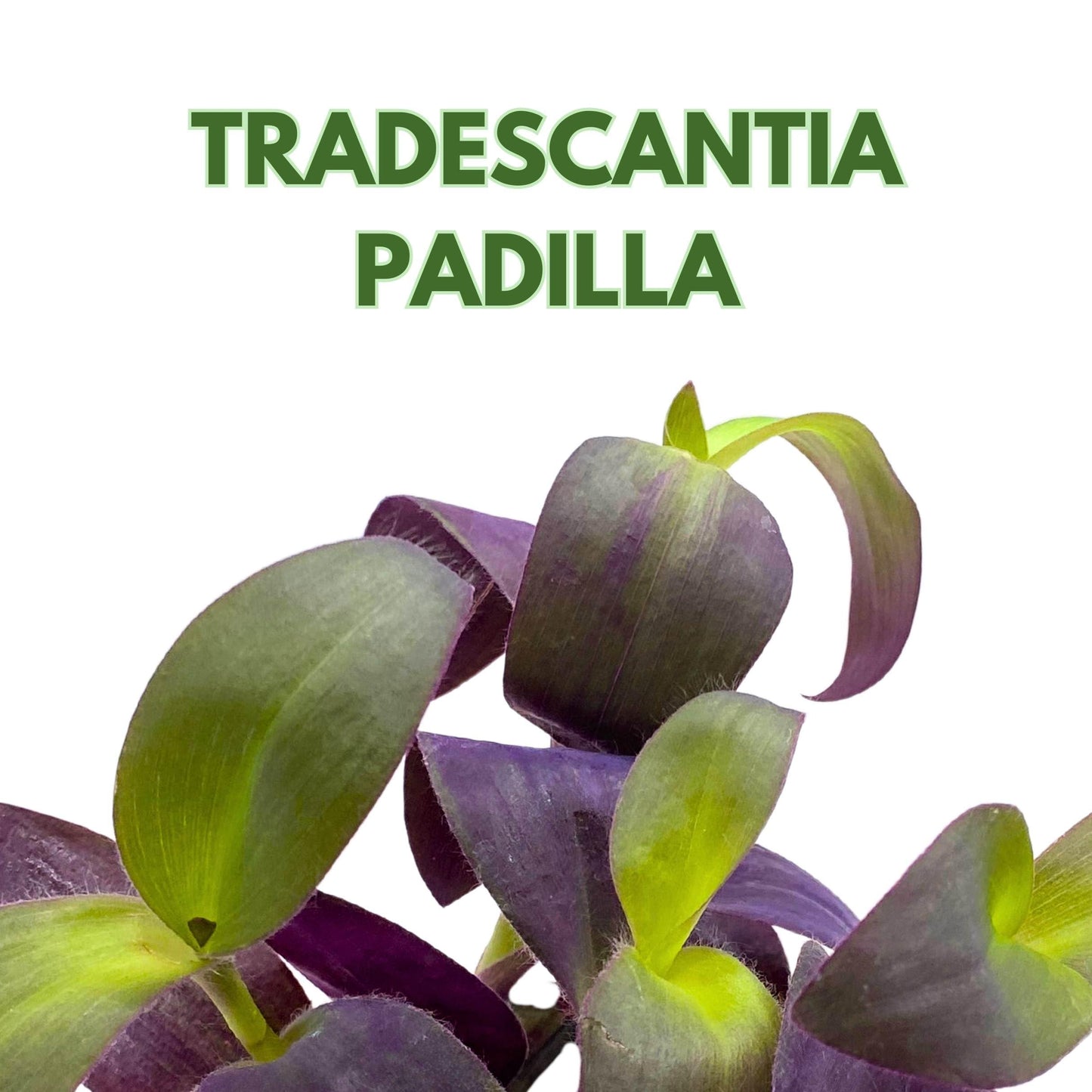 BubbleBlooms Tradescantia Padilla Purple Heart Wandering Dude 4 inch