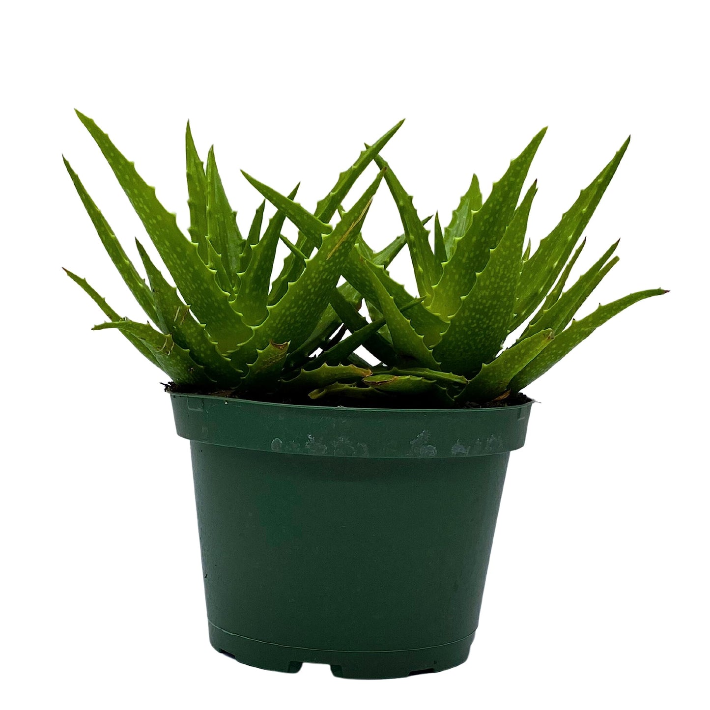 Tiger Tooth Aloe, Aloe Juvenna in 6 inch Pot