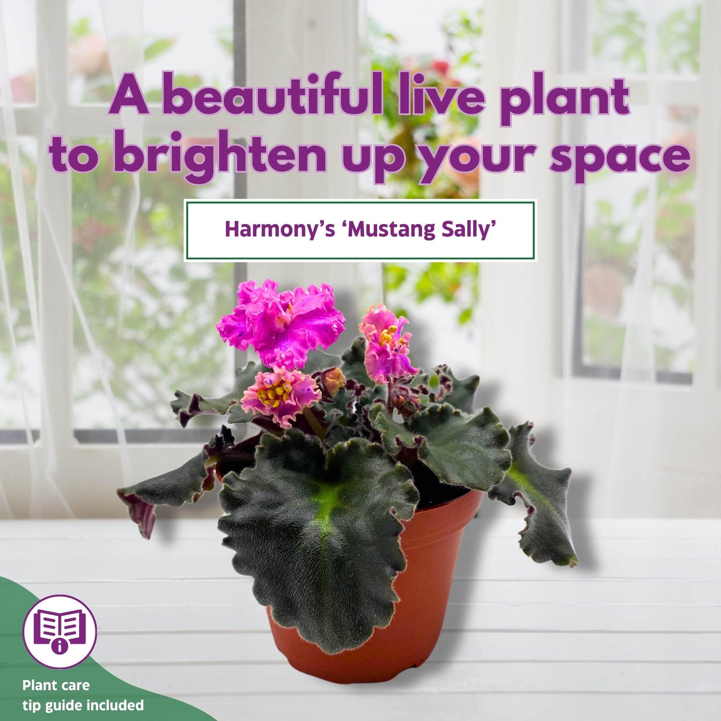 Harmony Foliage Harmony's Mustang Sally African Violet Saintpaulia 4 inch