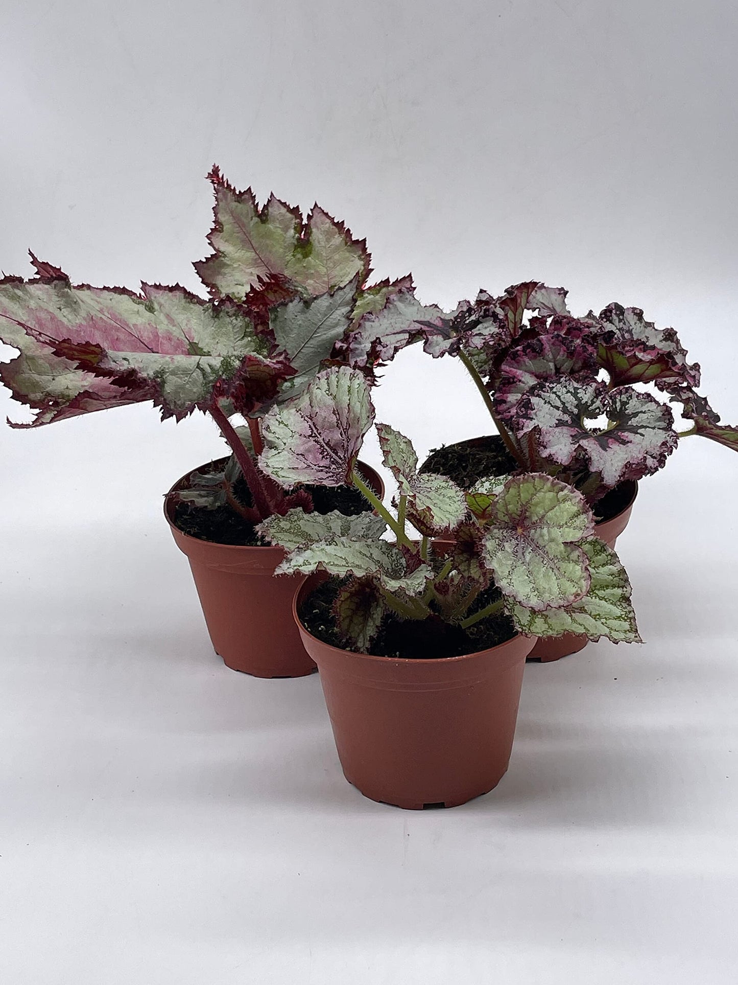 BubbleBlooms Harmony's Begonia Rex Assortment, Cold Pastel Winter, 4 inch, Set of 3, Painted-Leaf Begonia, Unique Homegrown Exclusive, Variegated