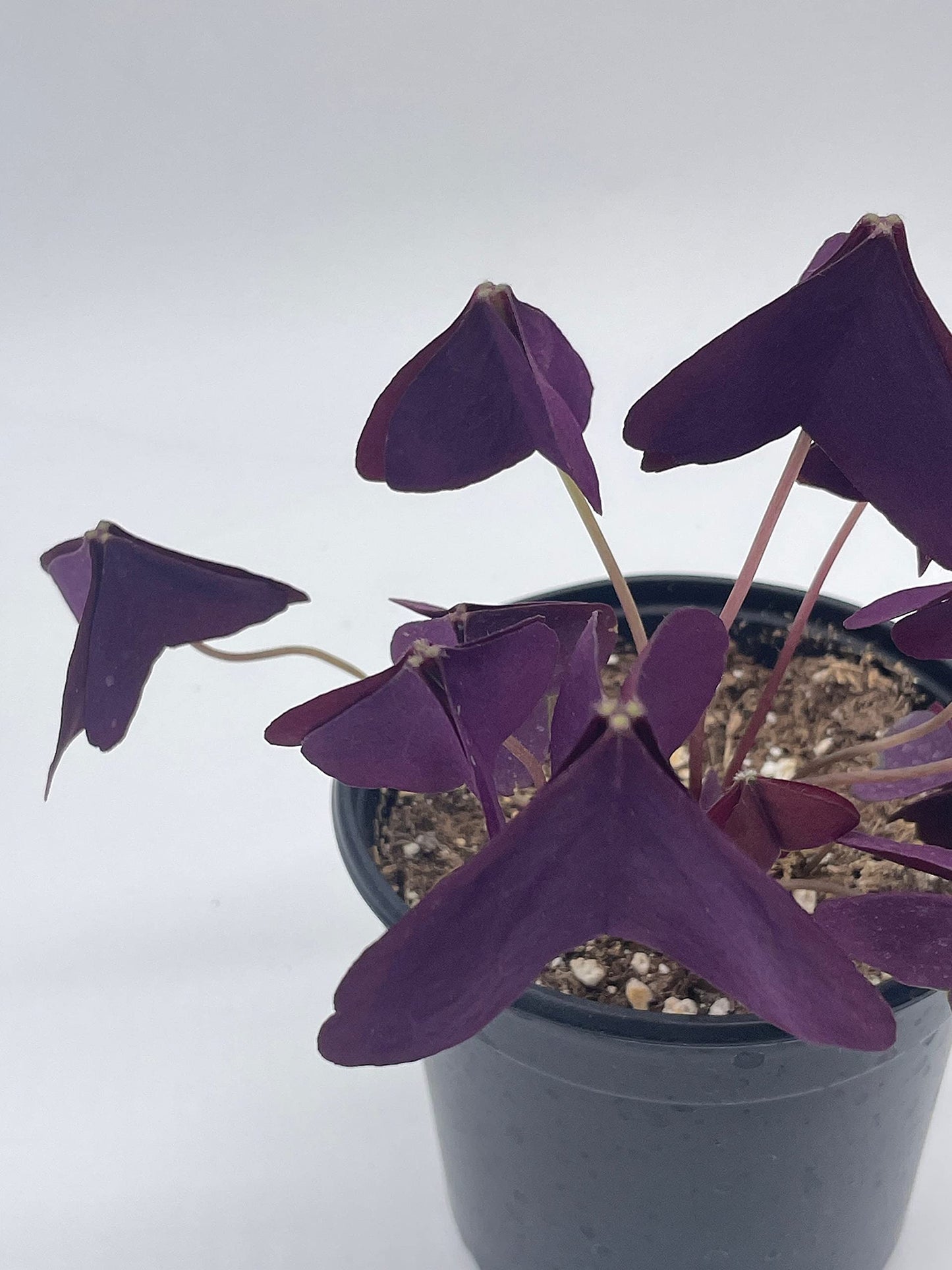 Oxalis triangularis, Purple Shamrock, Butterflies / Butterfly Plant in a 4 inch Pot