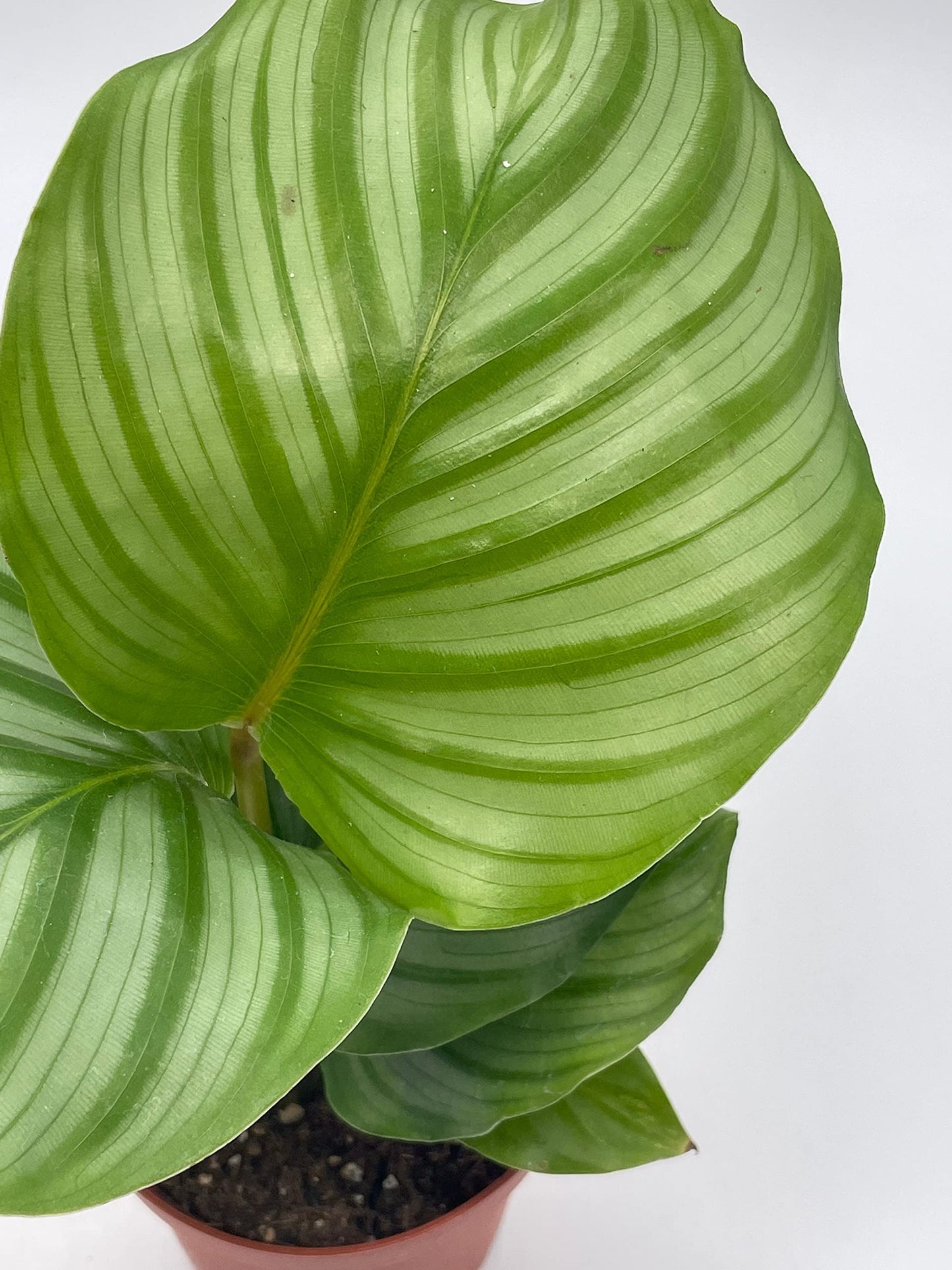 Calathea orbifolia, 4 inch, Round-Leaf calathea, Peacock Plant