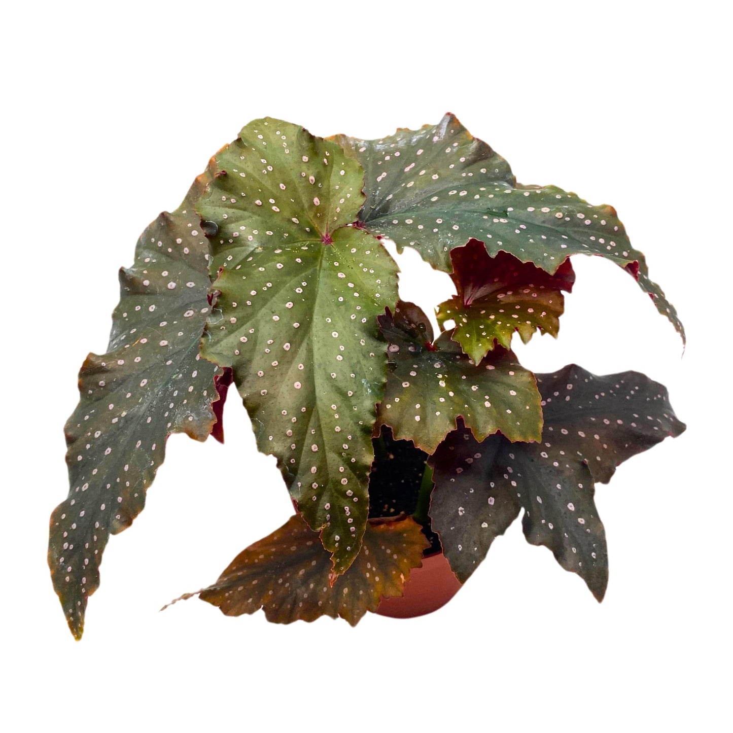 Harmony Foliage Little Miss Mummey Angel Wing Begonia 4 inch