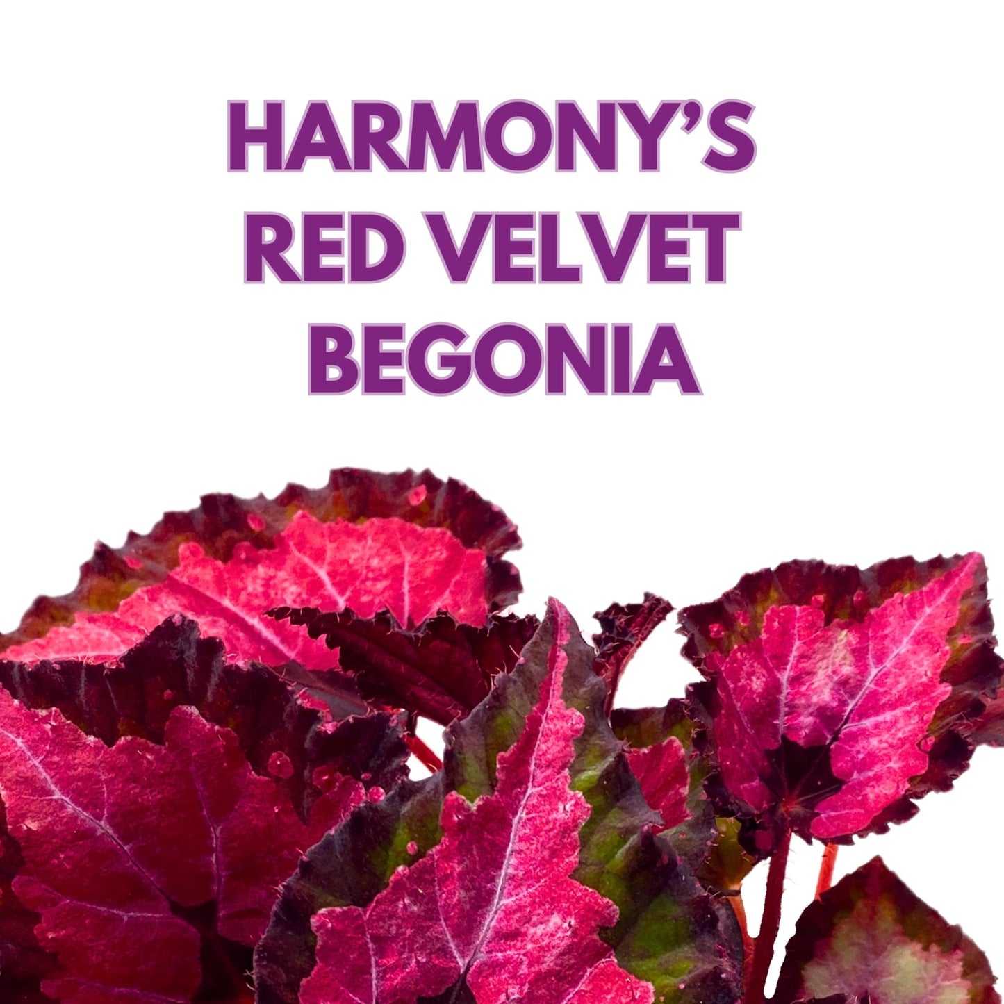 Harmony Foliage Begonia Rex Harmony's Red Velvet 4 inch