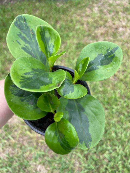 Variegated American rubberplant, Peperomia obtusifolia, Spoonleaf Marble Rubber peperomia, in a 4 inch Pot, Healthy