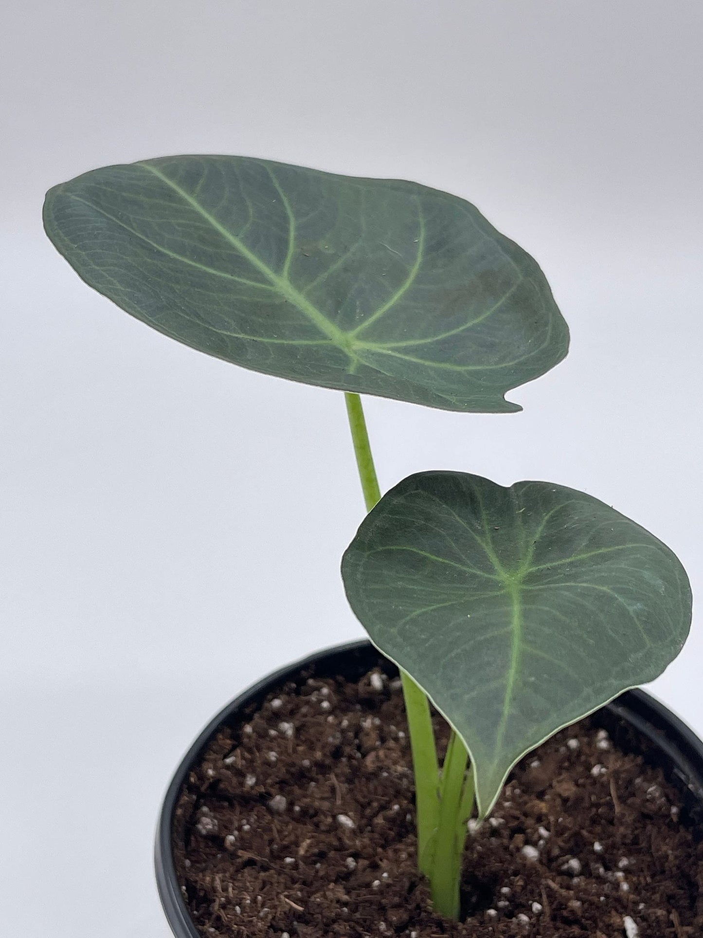 Alocasia Regal Shield, 4 inch, Very Rare Elephant's Ear