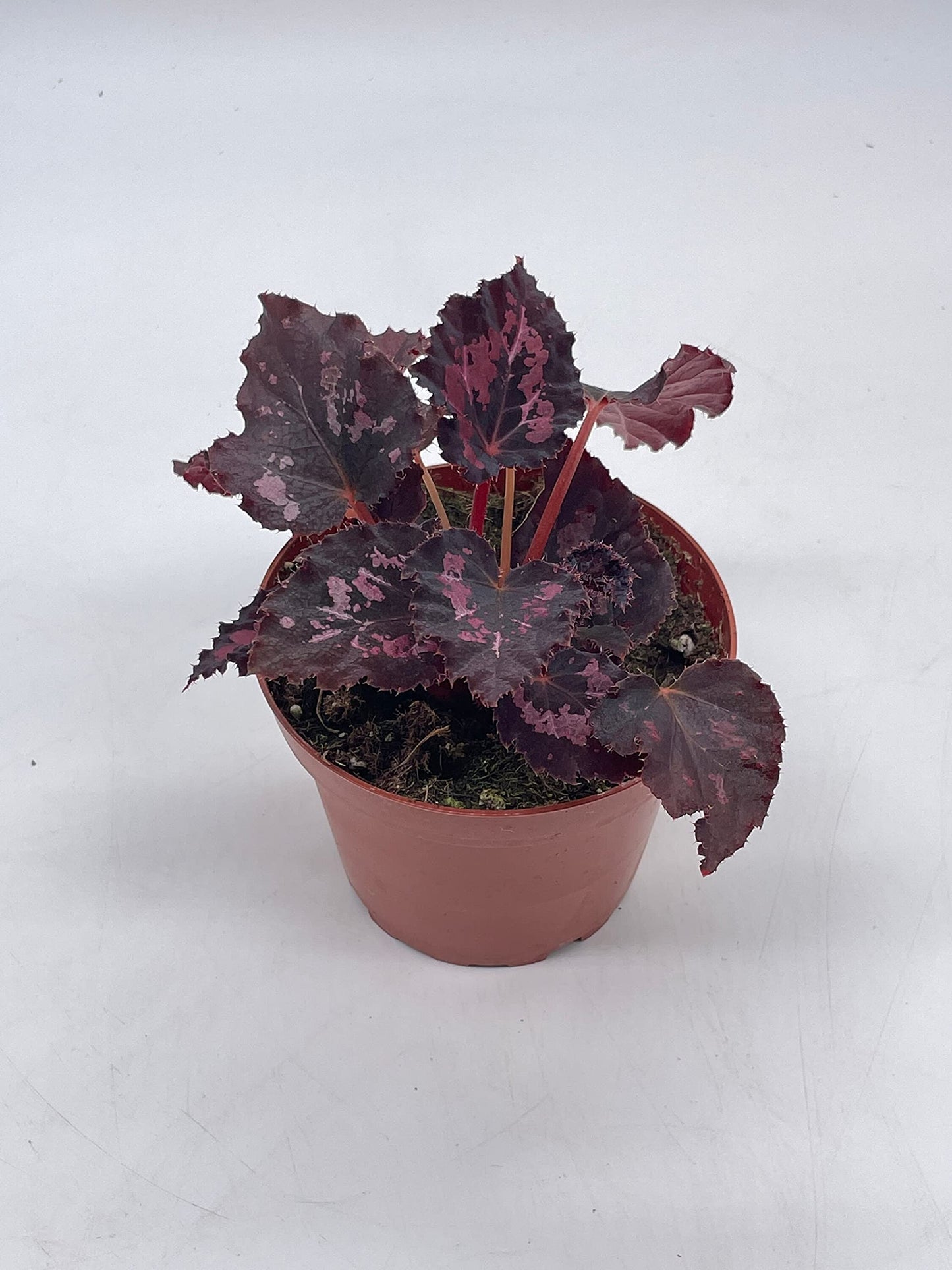 BubbleBlooms Harmony's Black Heart, Black Beauty, Begonia Rex, 4 inch, Painted-Leaf Begonia, Unique Homegrown Exclusive