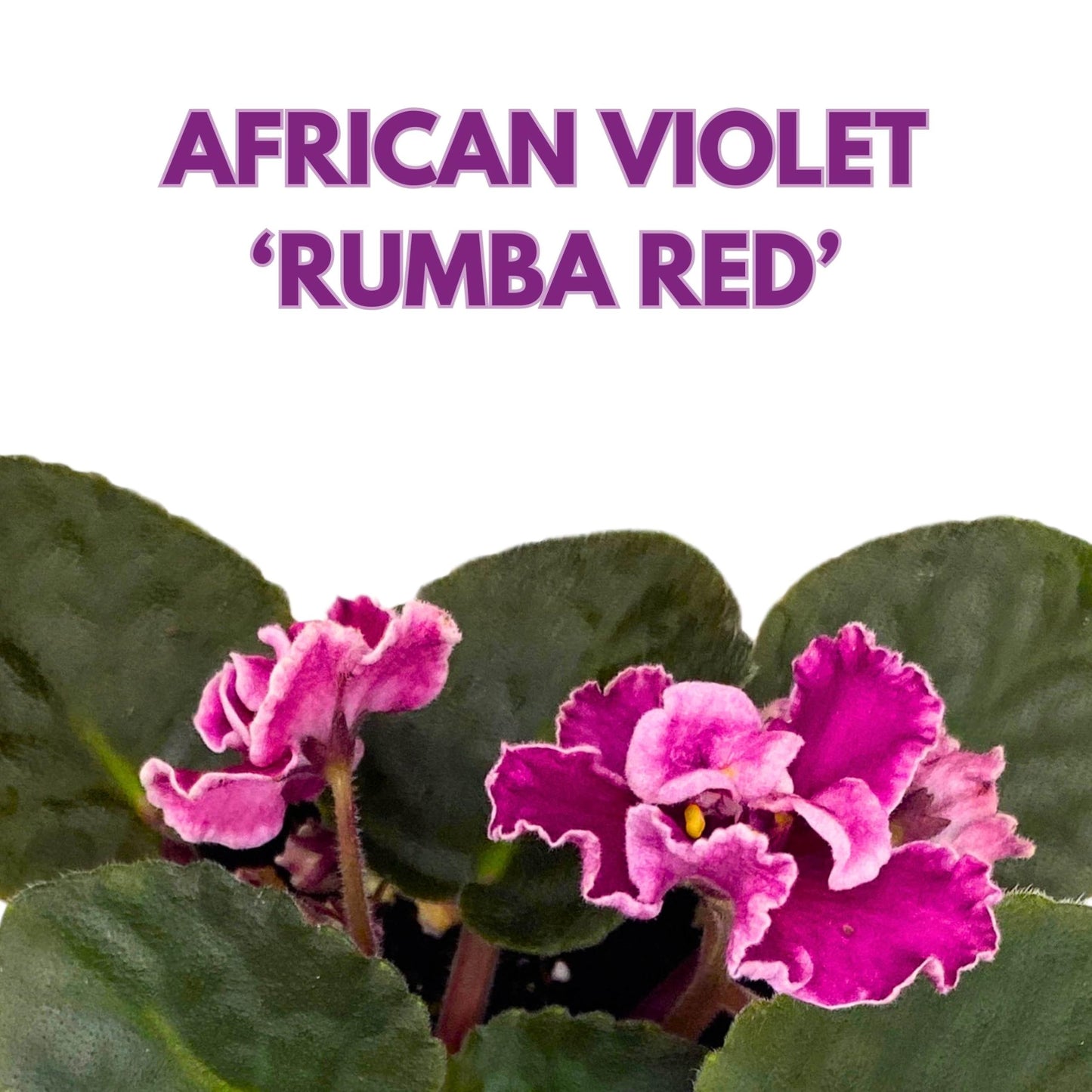 Harmony Foliage Rumba Red African Violet 4 inch