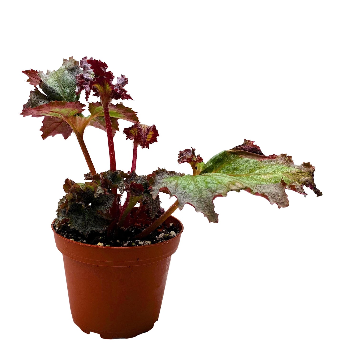 BubbleBlooms Harmony's Daehnerys Begonia, Begonia Rex in 4 inch Pot, Painted-Leaf Begonia, Variegated, Unique Homegrown Exclusive