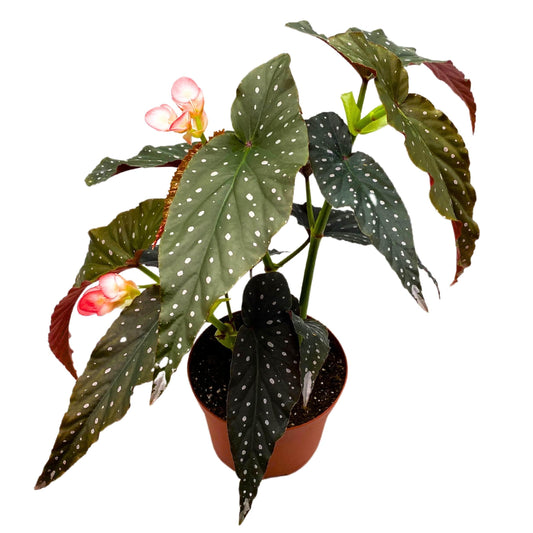 Harmony Foliage Black Magic Angel Wing Cane Begonia 4 inch