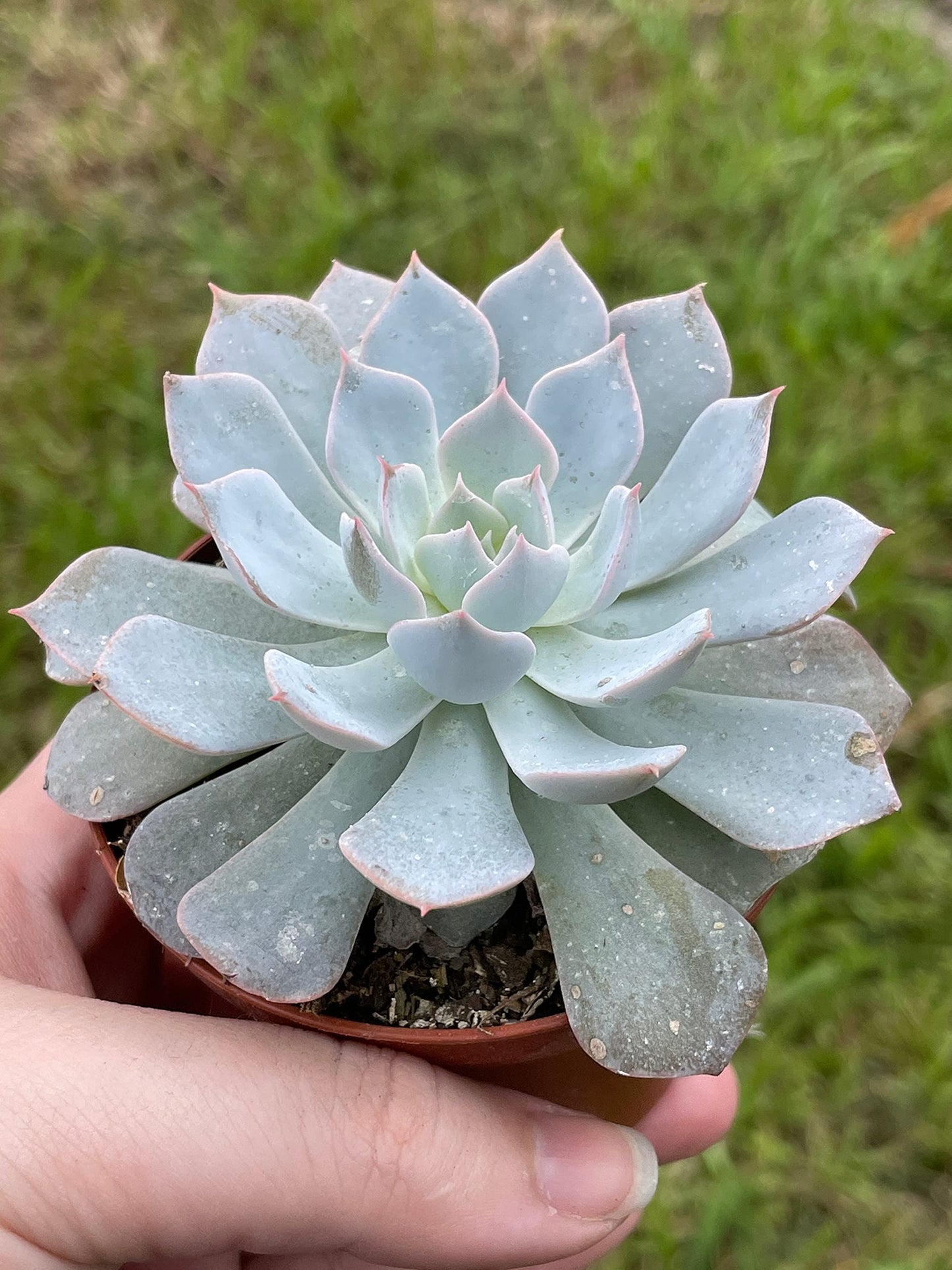 Echeveria peacockii, desmetiana, White Cloud in 3 inch Pot