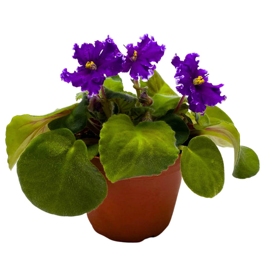 Harmony Foliage AV Napoleon African Violet Saintpaulia 4 inch