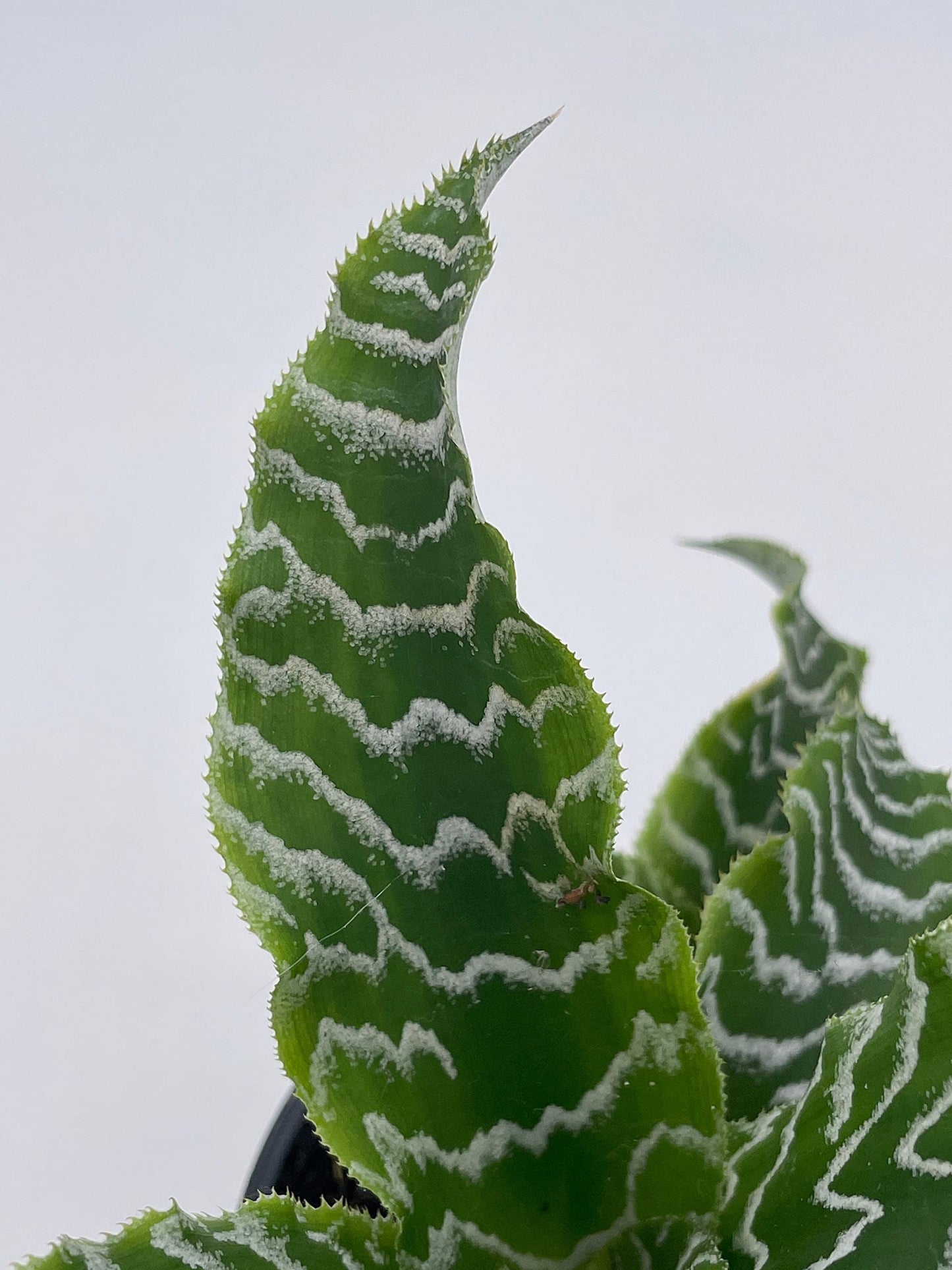 Cryptanthus Fosterianus, 4 inch, Zebra Earth Star