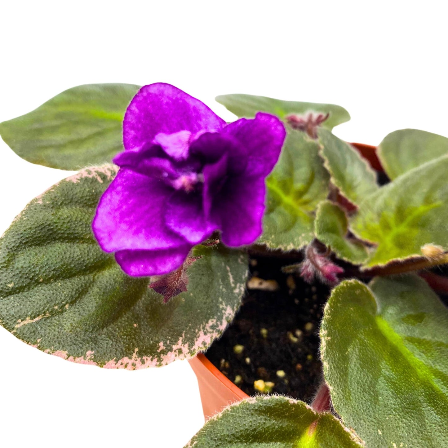 Harmony Foliage Nancy Reagan Variegated African Violet Saintpaulia 4 inch