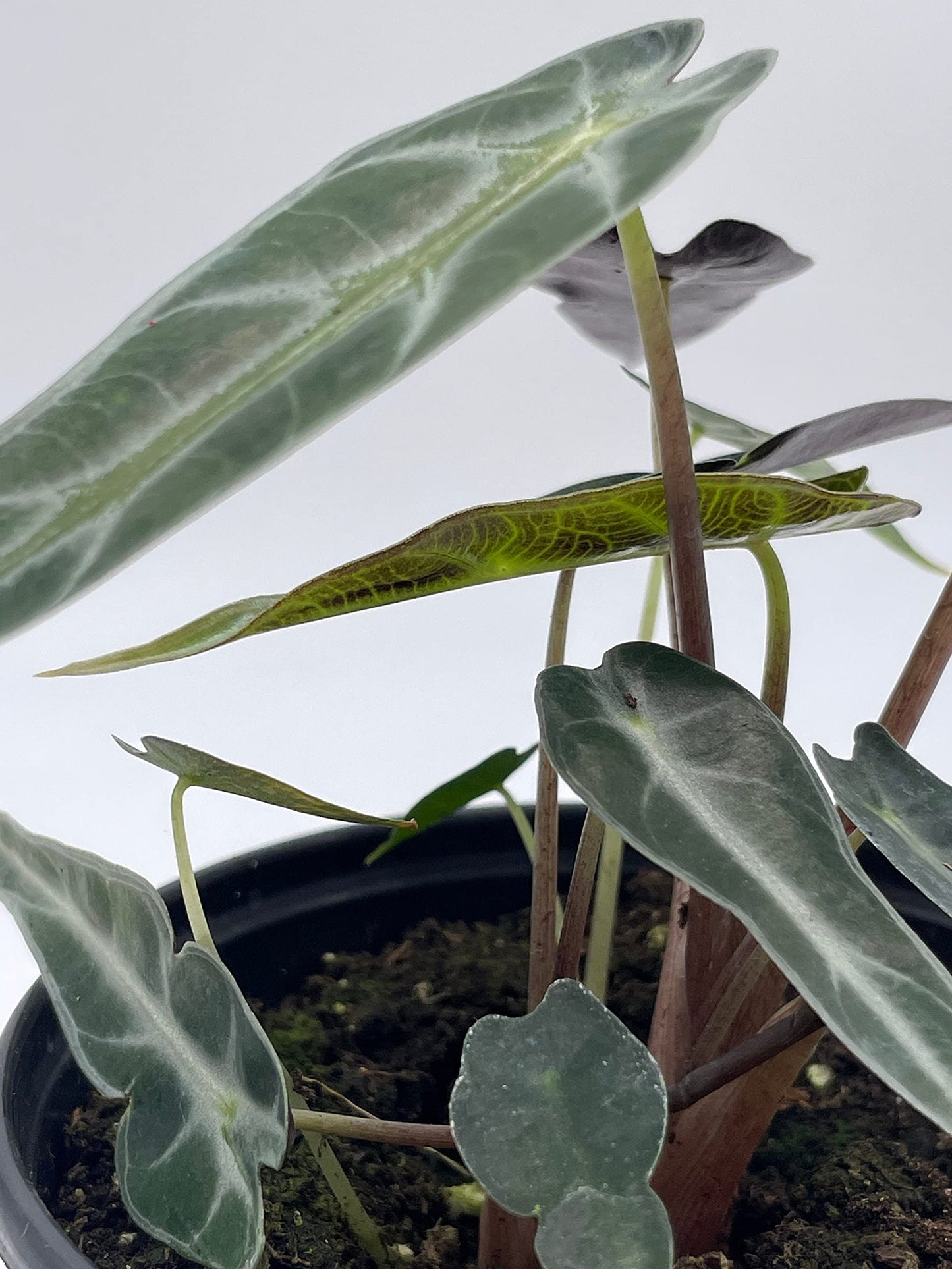 Alocasia sanderiana, Kris Plant, Sander's alocasia, in a 4 inch Pot,