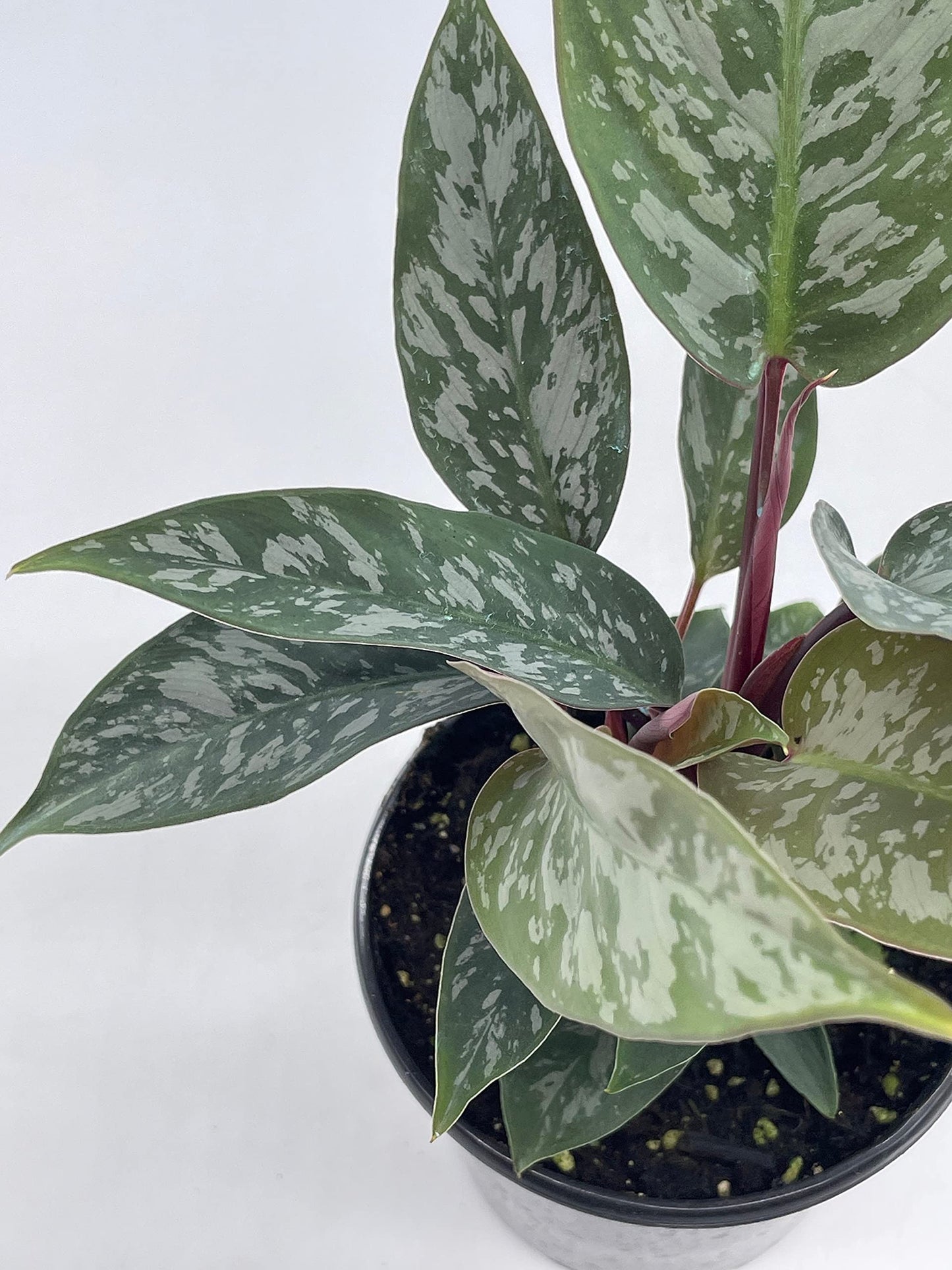 Apoballis Acuminatissima Lavallei, 4 inch, Rare Selby, Beautiful Houseplant