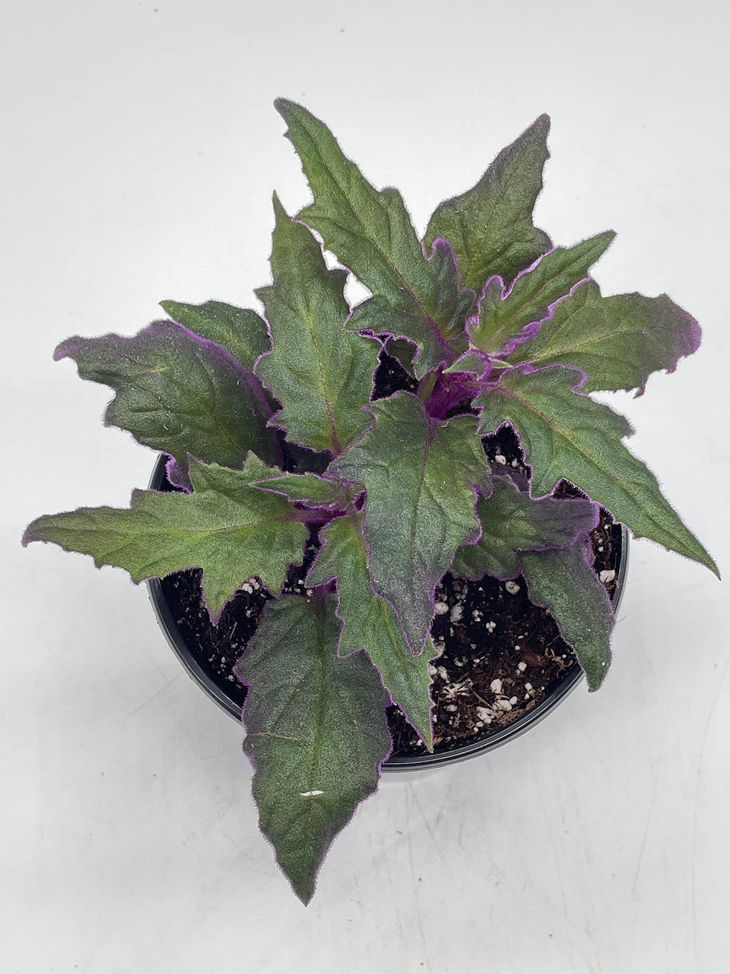 Flame Violet Velvetplant, Gynura aurantiaca, Purple Velvet Plant in 4 inch Pot. Fuzzy Leaves