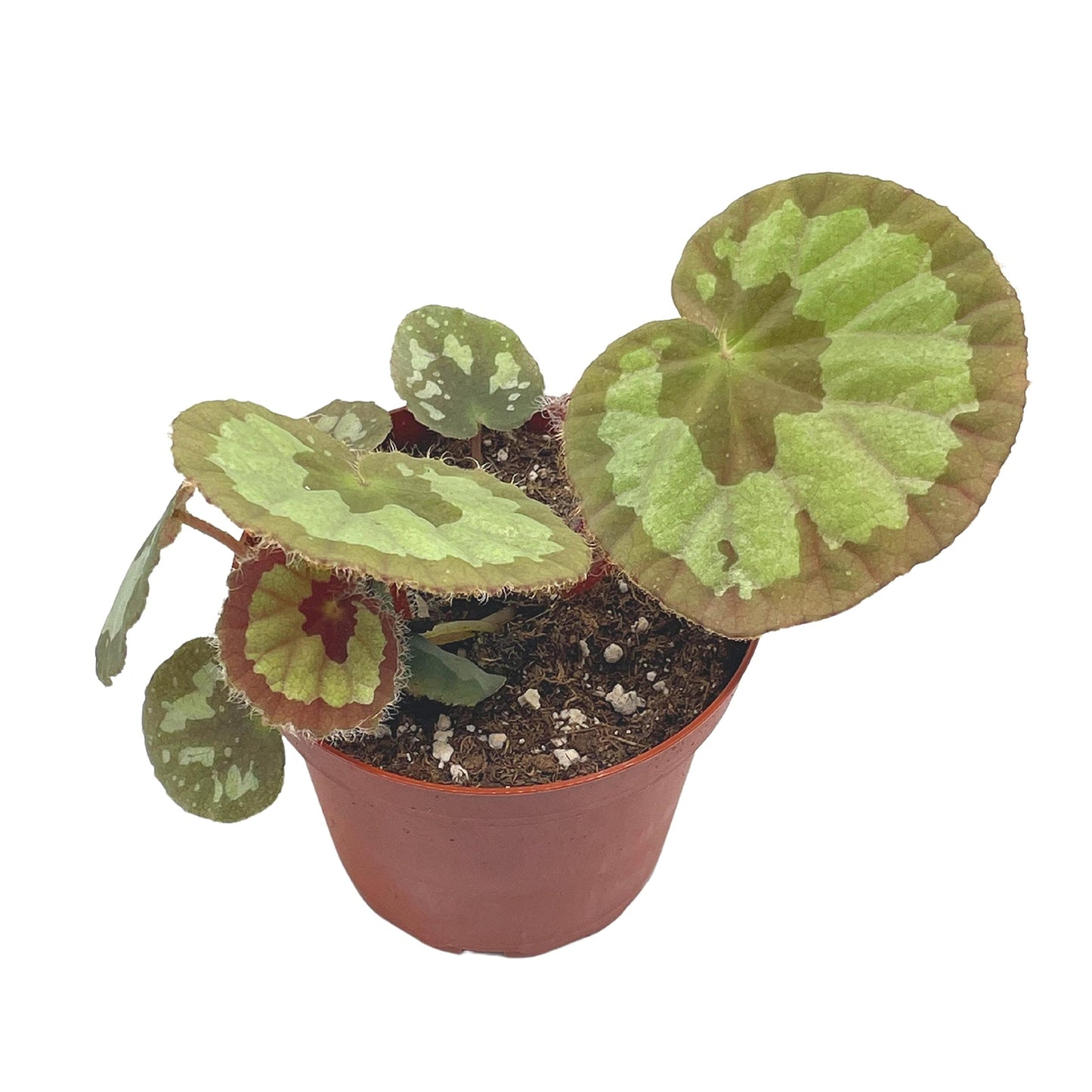 BubbleBlooms Harmony's Jingxiensis VAR Maschanica, Rare 4 inch Begonia Rex