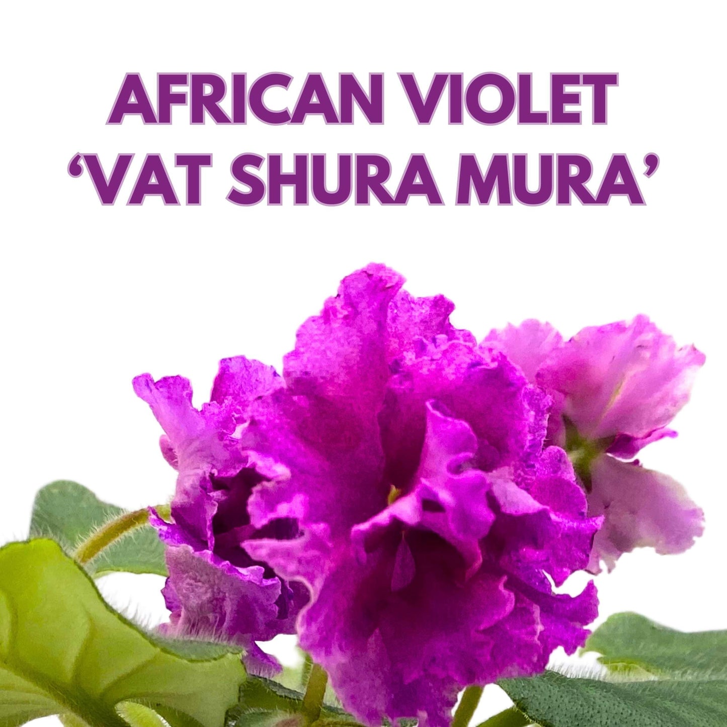 Harmony Foliage VaT Shura Mura African Violet Saintpaulia 4 inch