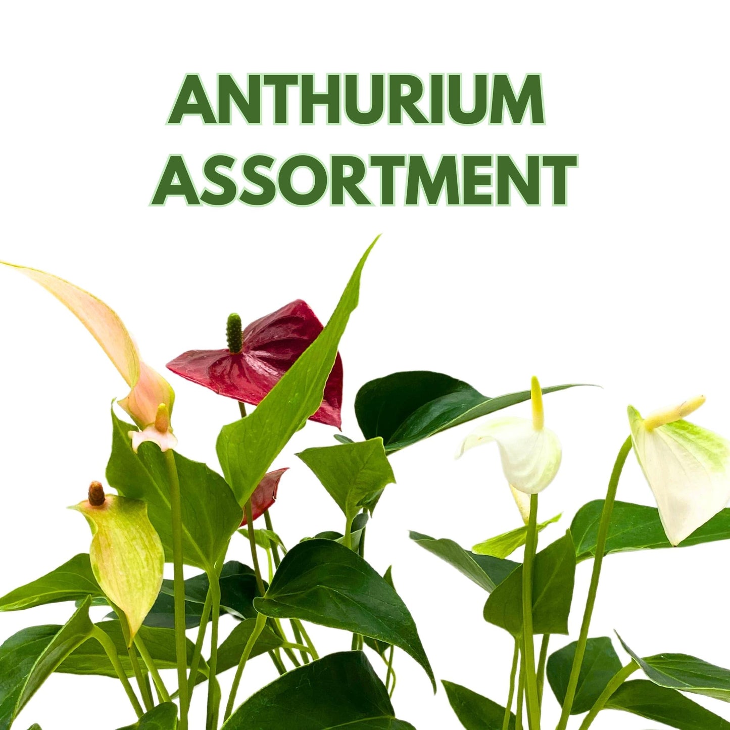 BubbleBlooms Anthurium Assortment 2 inch Set of 3