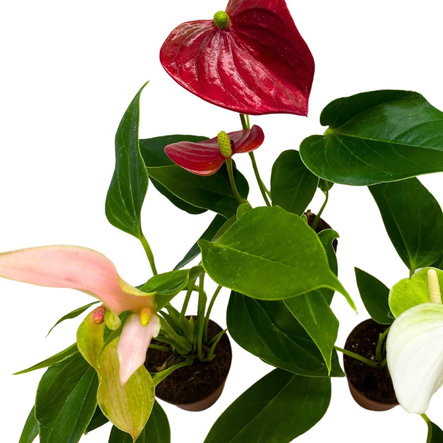 BubbleBlooms Anthurium Assortment 2 inch Set of 3