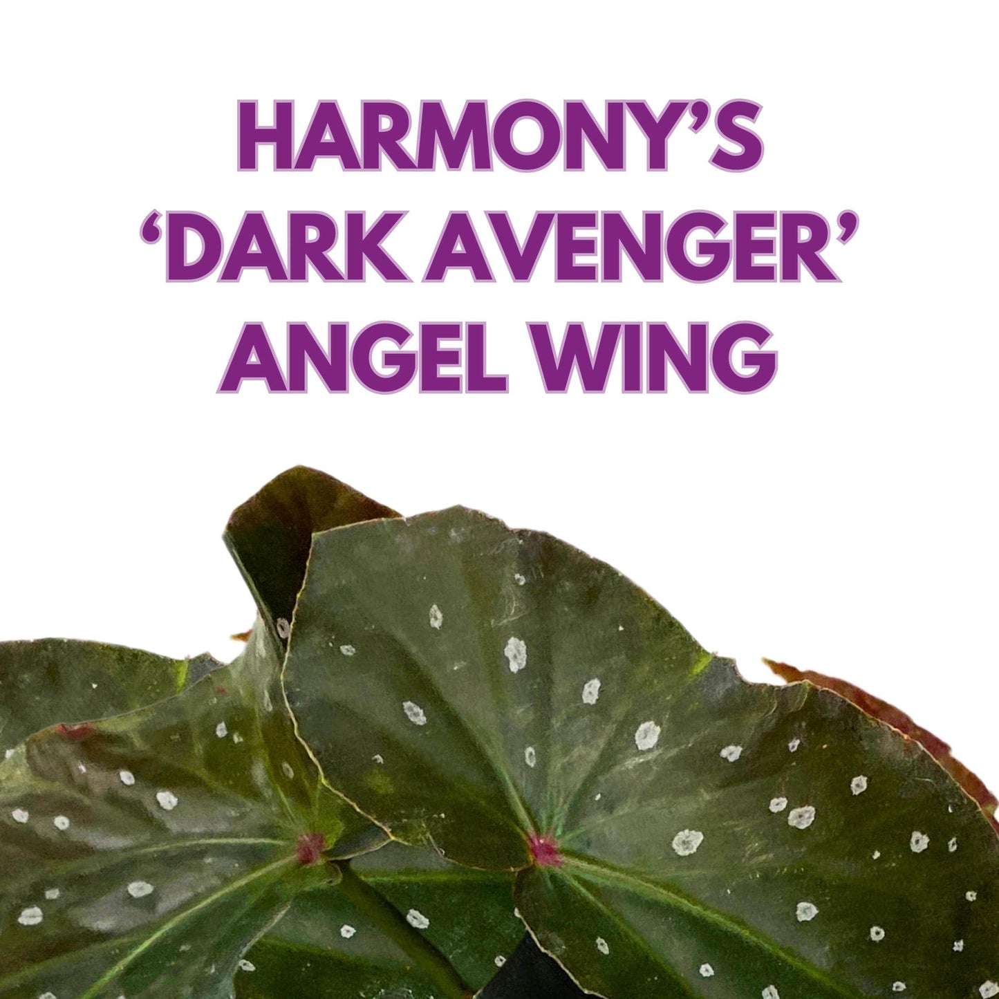 Harmony Foliage Harmony's Dark Avenger Angel Wing Cane Begonia 4 inch Grower's Choice