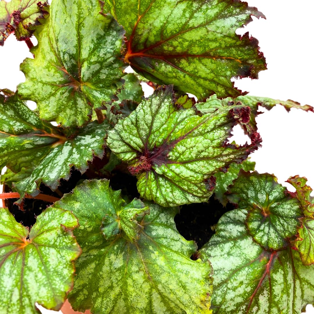 Harmony Foliage Harmony's Dragon Tail Begonia Rex 6 inch White Curly