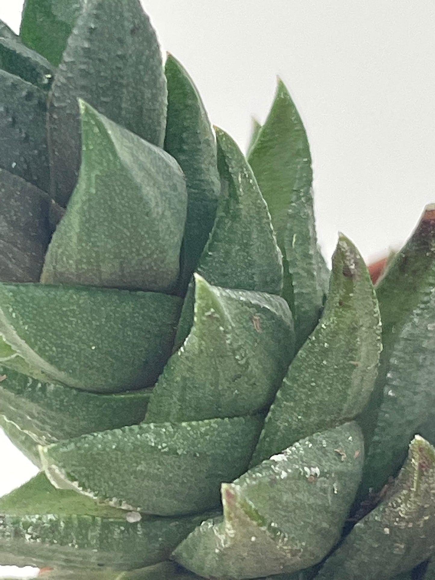 Haworthia Reinwardtii, Reinwardt's Haworthiopsis, Zebra Wart, Braided Zebra Cactus, Mini Cactus in a 2" Pot