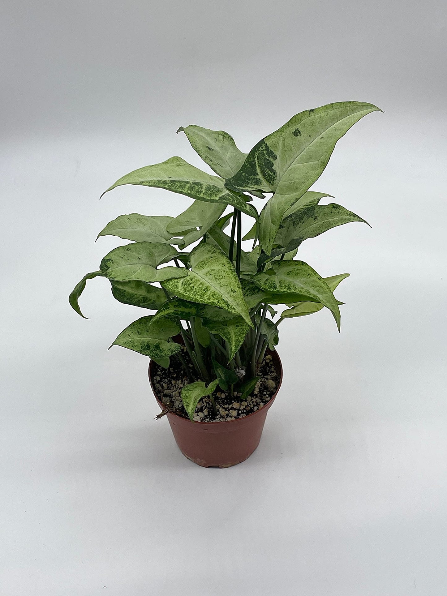 Syngonium Podophyllum Green and White, 4 inch, Arrowhead Vine, Very Filled House Plant