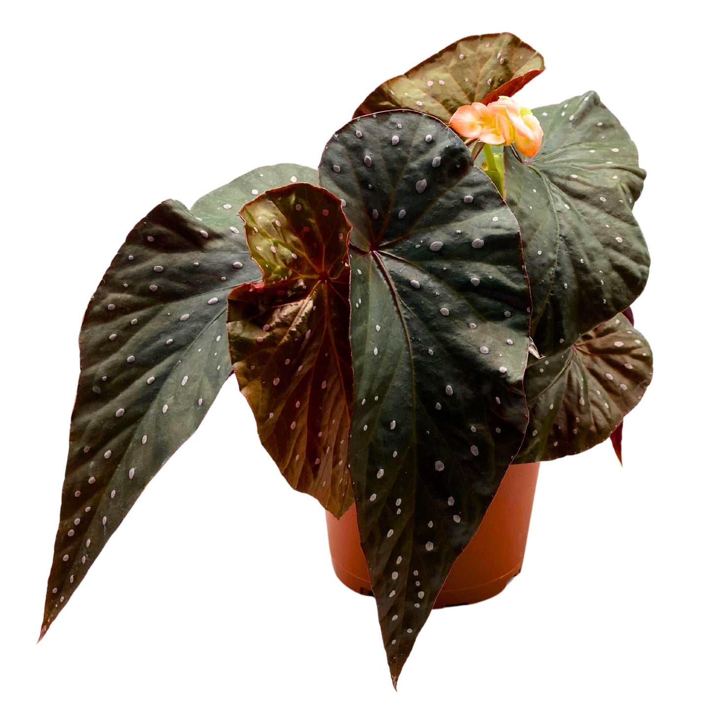 Harmony Foliage Harmony's Aurora Angel Wing Cane Begonia 4 inch