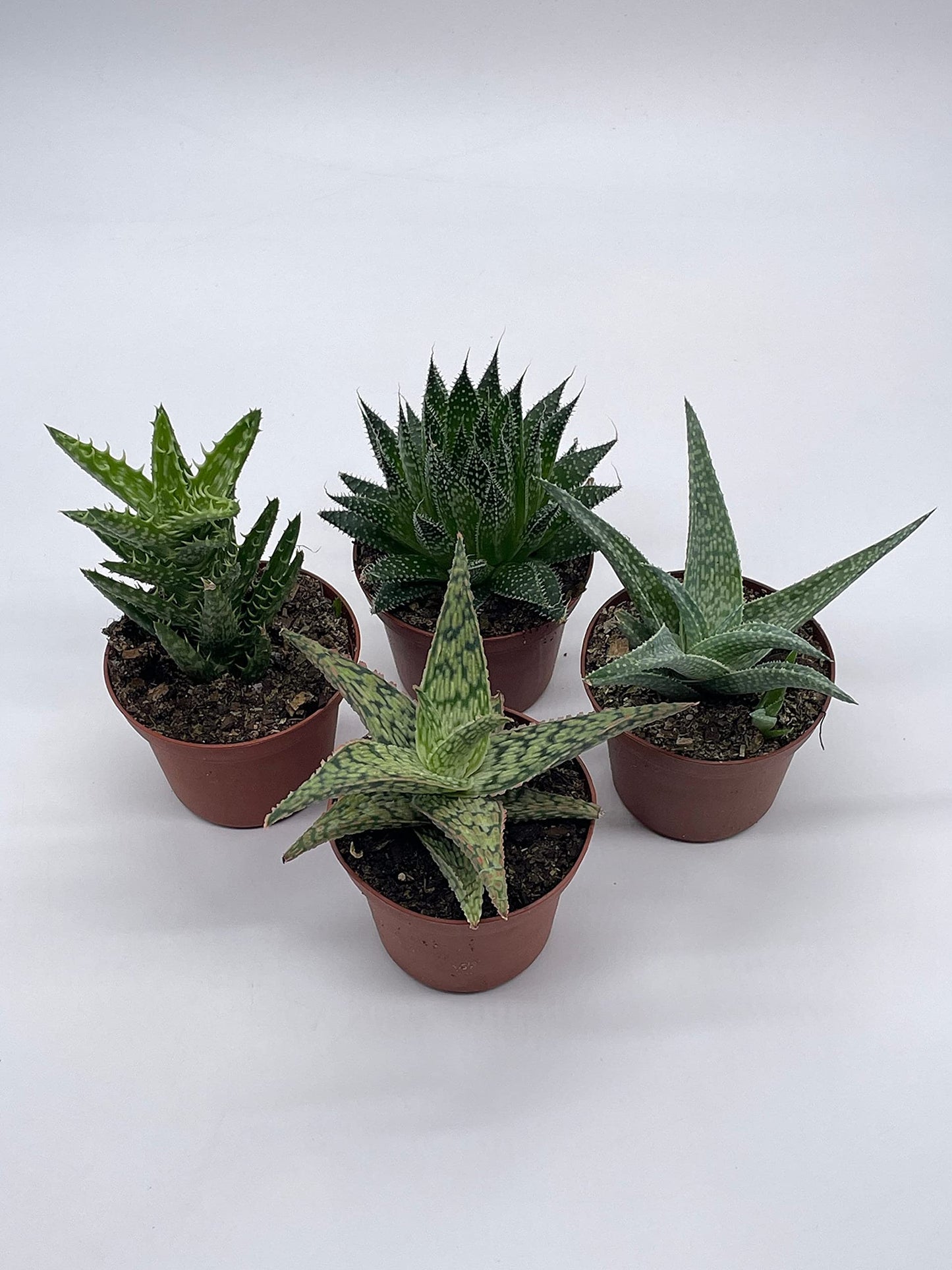 BubbleBlooms Aloe Variety Assortment, 3 inch pots, 4 Different Aloe Succulents