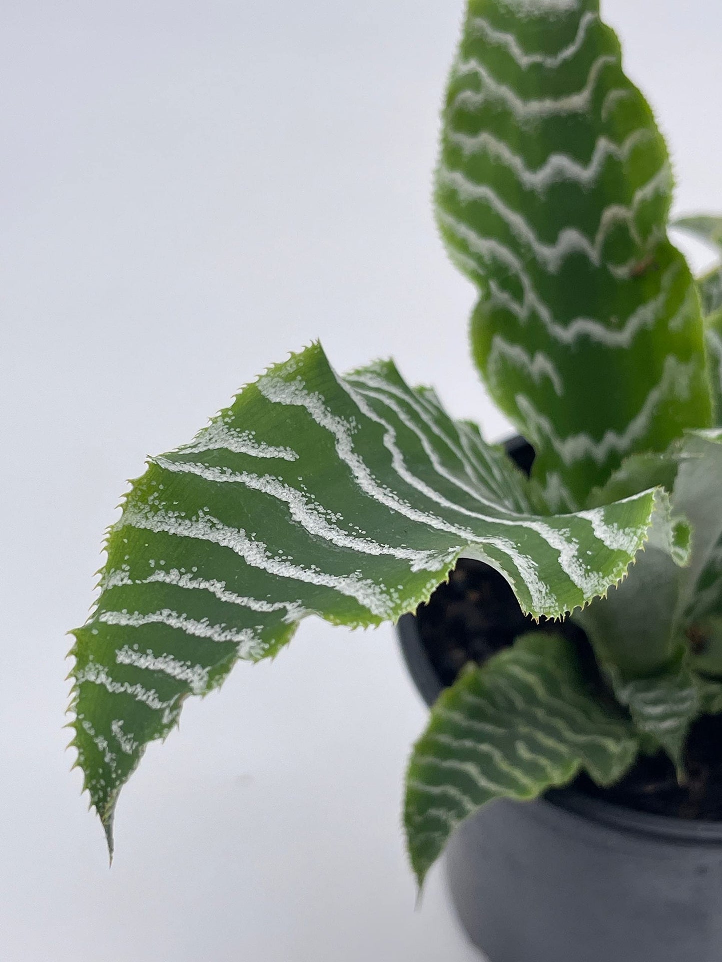 Cryptanthus Fosterianus, 4 inch, Zebra Earth Star