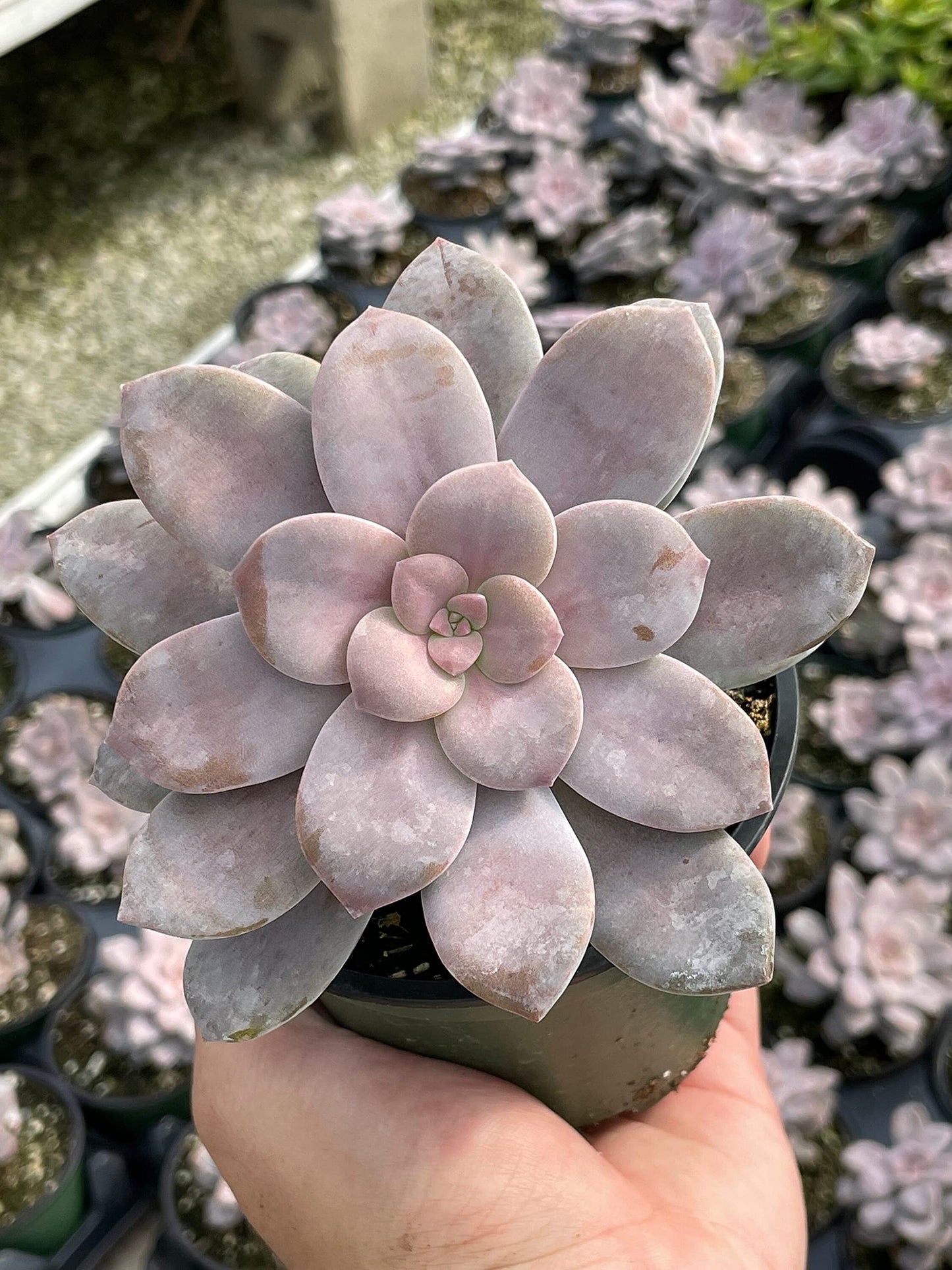 Superbum, Graptopetalum pentandrum subsp in a 4 inch Pot