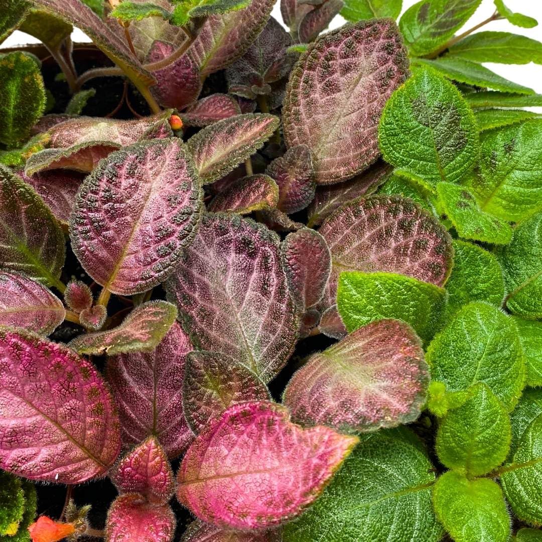 BubbleBlooms Harmony's Episcia Box Half Case 45-Pack 2-inch Flame Violets Bulk Wholesale Variety