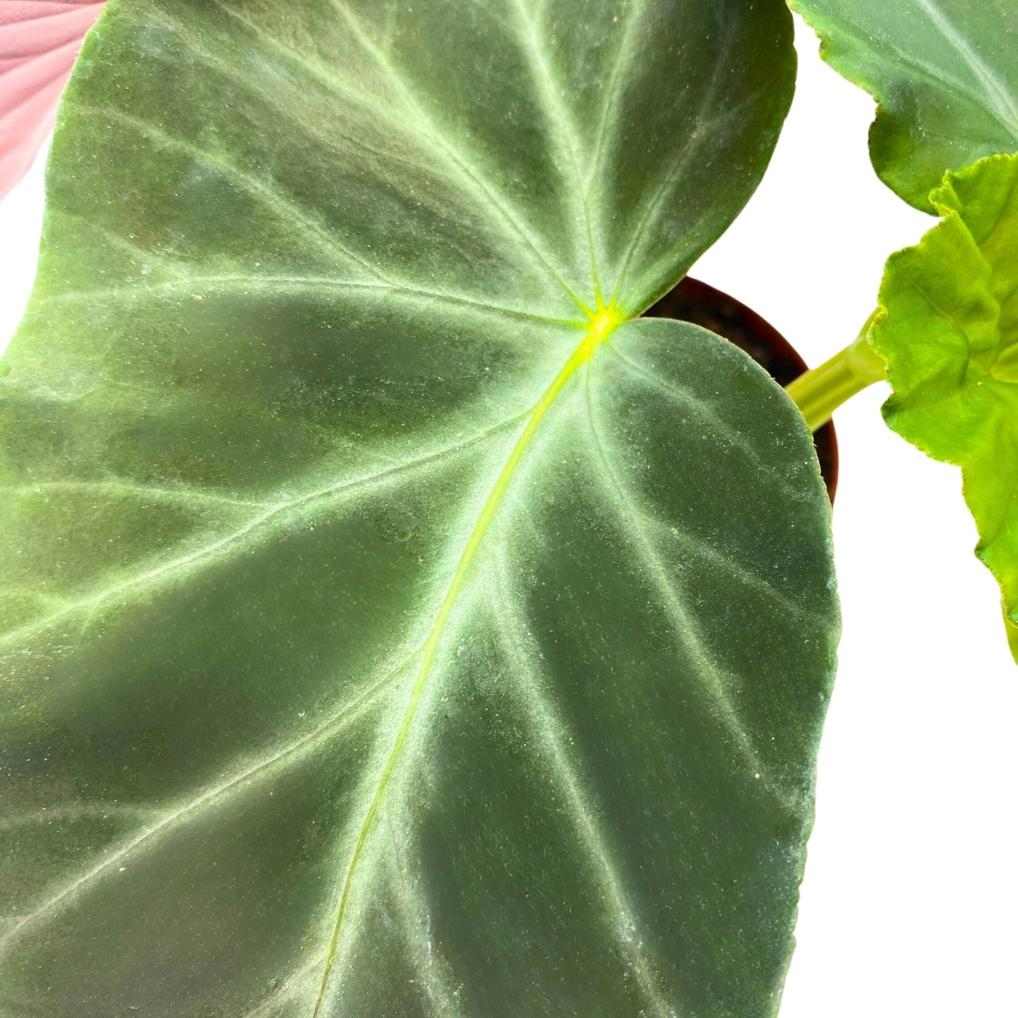 Harmony Foliage Angularis Angel Wing Cane Begonia 4 inch