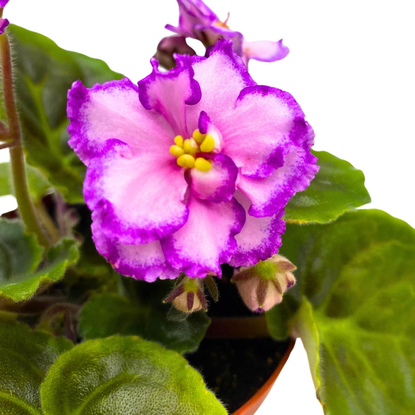 Harmony Foliage A Day in April African Violet Saintpaulia 4 inch